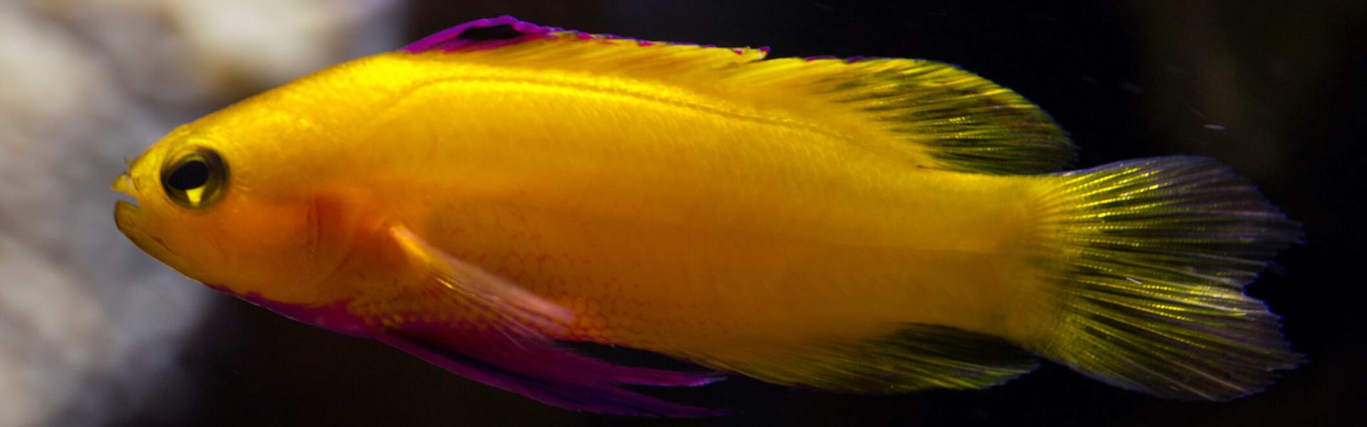 The Golden Dottyback